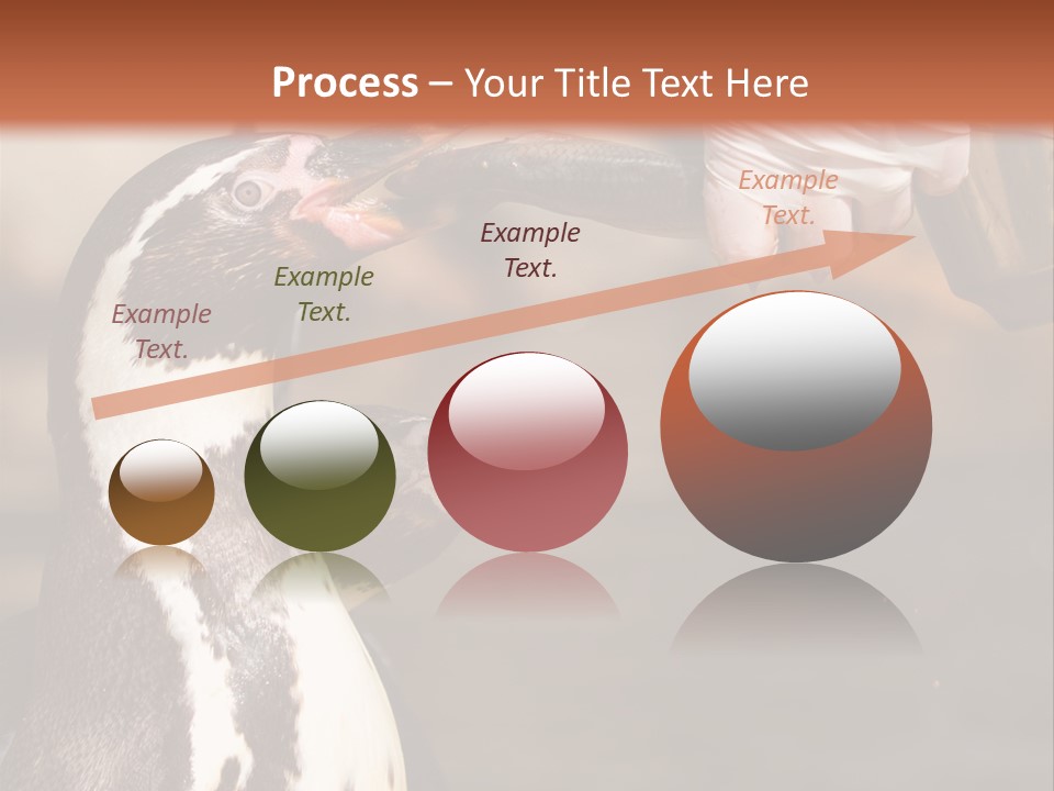 Sea Animal Enjoy PowerPoint Template