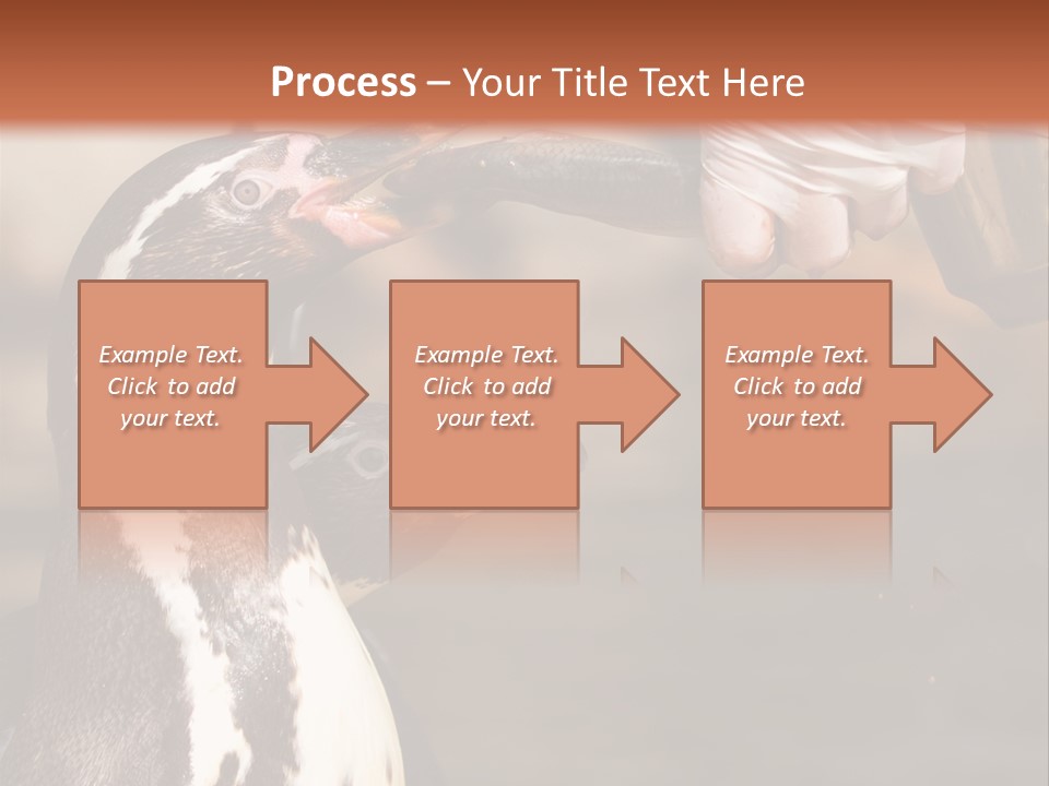 Sea Animal Enjoy PowerPoint Template