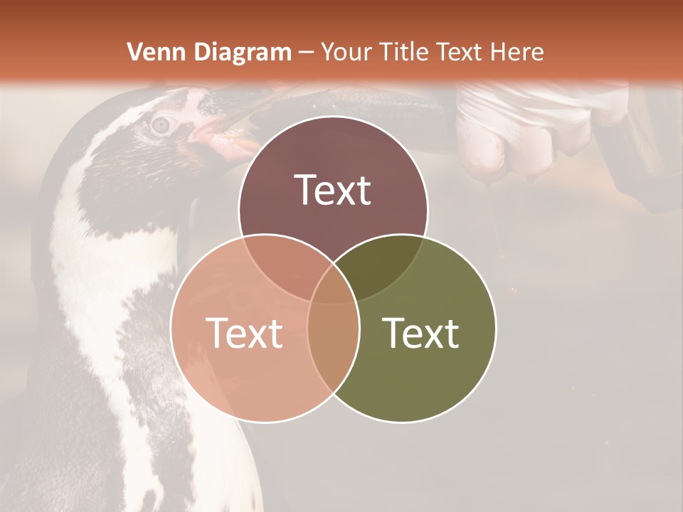 Sea Animal Enjoy PowerPoint Template