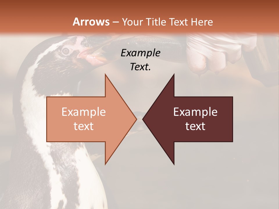 Sea Animal Enjoy PowerPoint Template