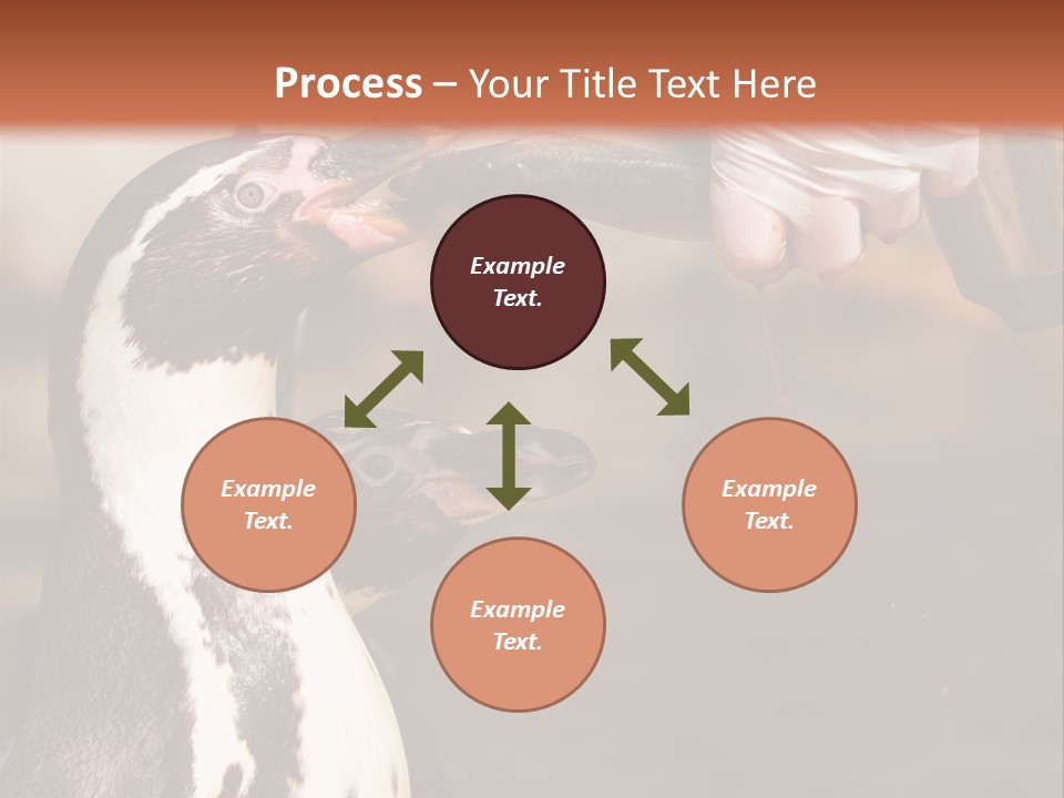 Sea Animal Enjoy PowerPoint Template