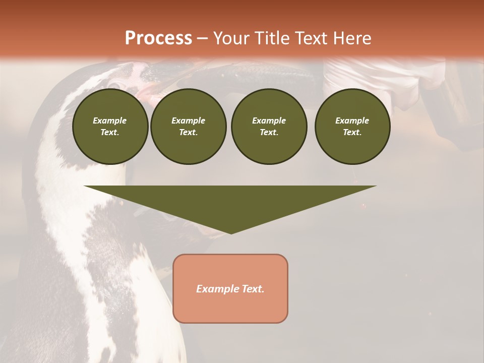 Sea Animal Enjoy PowerPoint Template