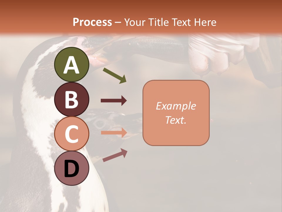 Sea Animal Enjoy PowerPoint Template