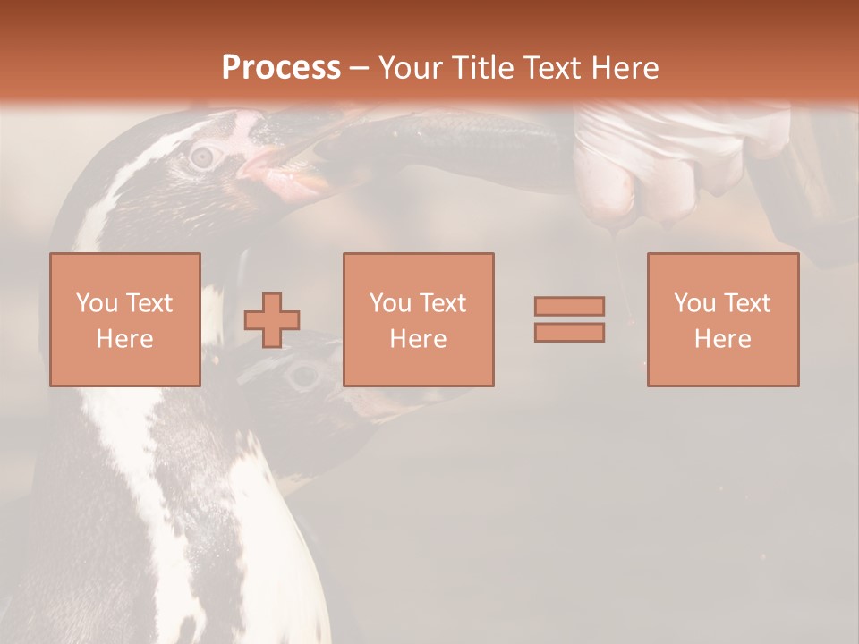 Sea Animal Enjoy PowerPoint Template