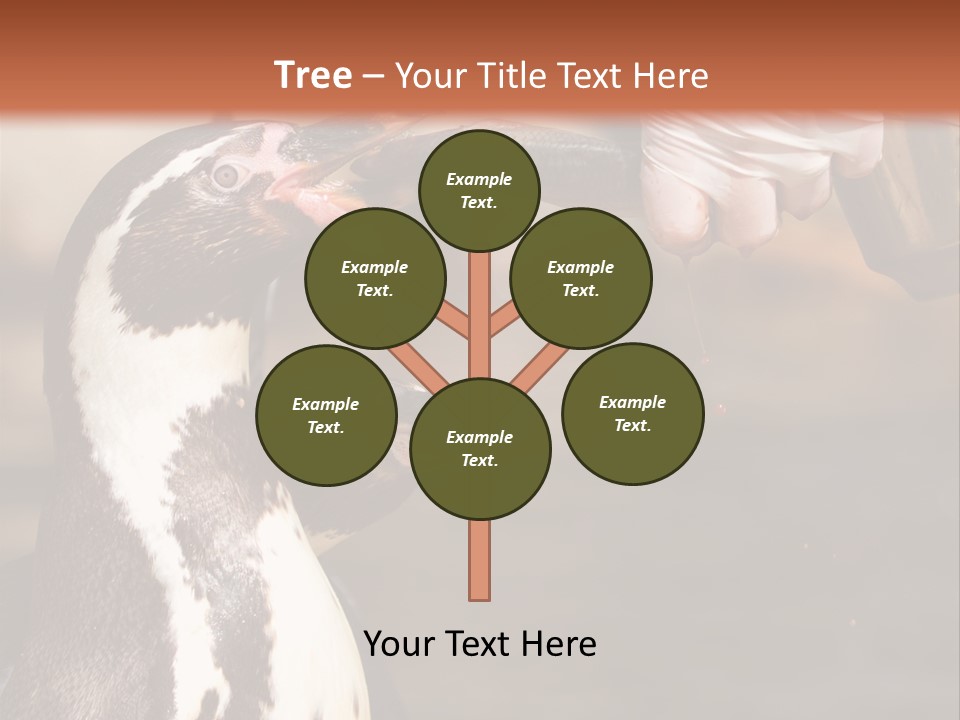 Sea Animal Enjoy PowerPoint Template