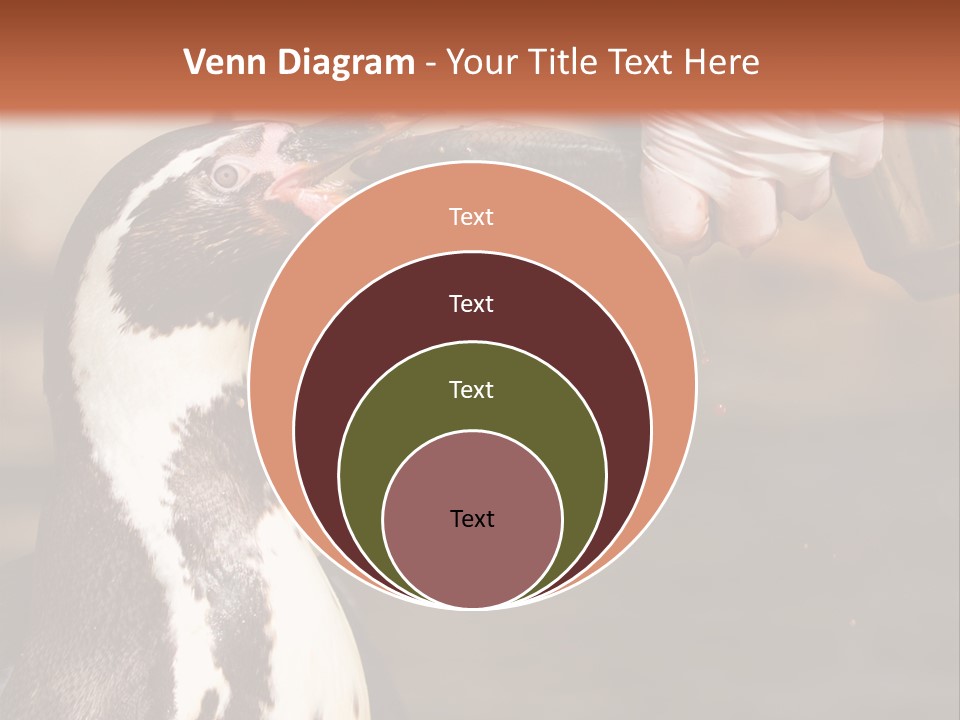 Sea Animal Enjoy PowerPoint Template