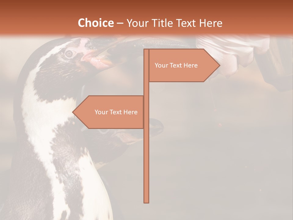 Sea Animal Enjoy PowerPoint Template