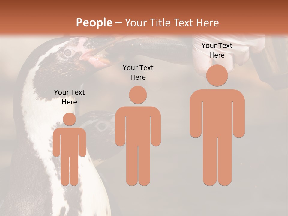 Sea Animal Enjoy PowerPoint Template