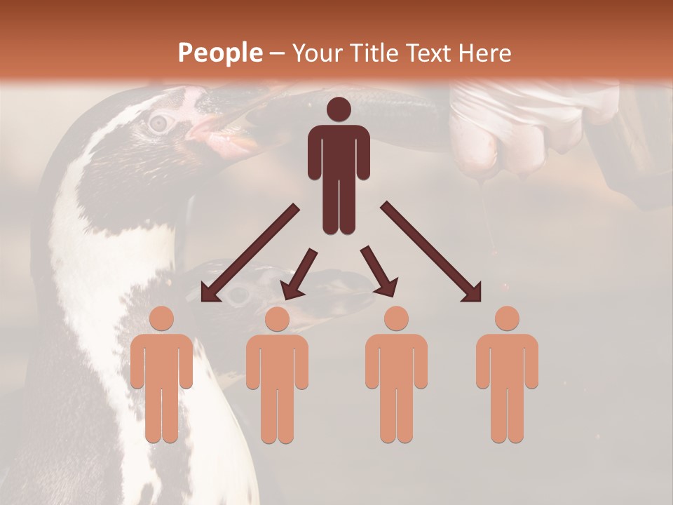 Sea Animal Enjoy PowerPoint Template