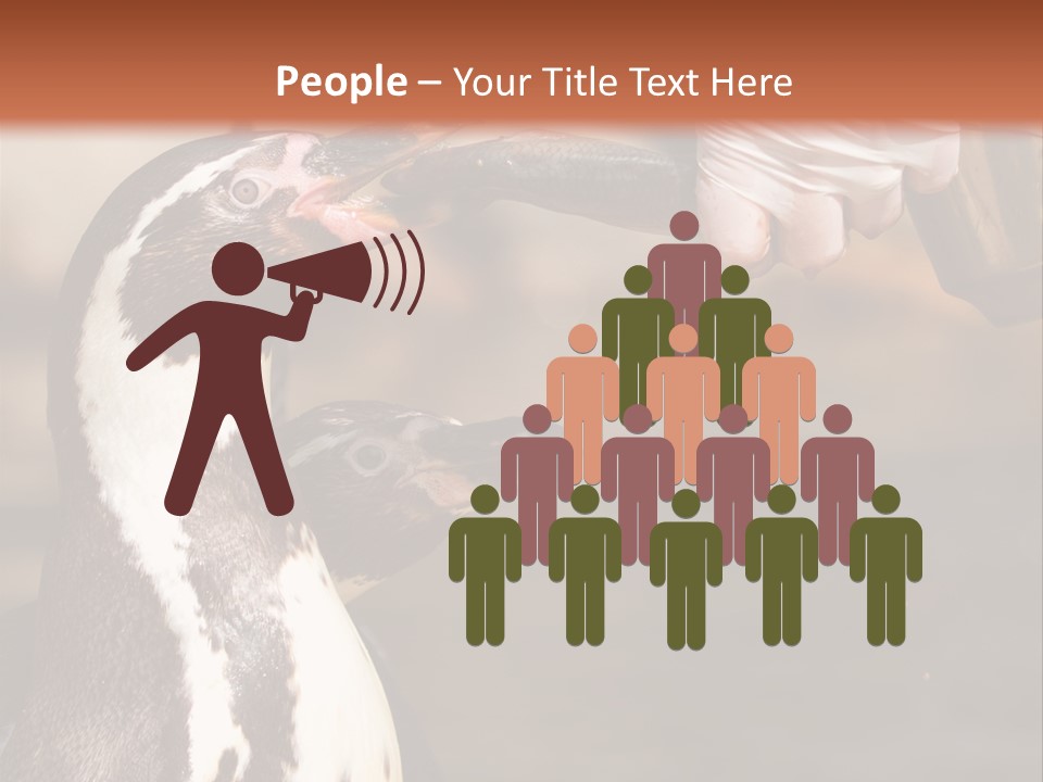 Sea Animal Enjoy PowerPoint Template