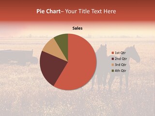 Herd Two Ranch PowerPoint Template