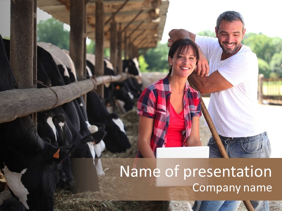 Couple Cattle Saw Dust PowerPoint Template
