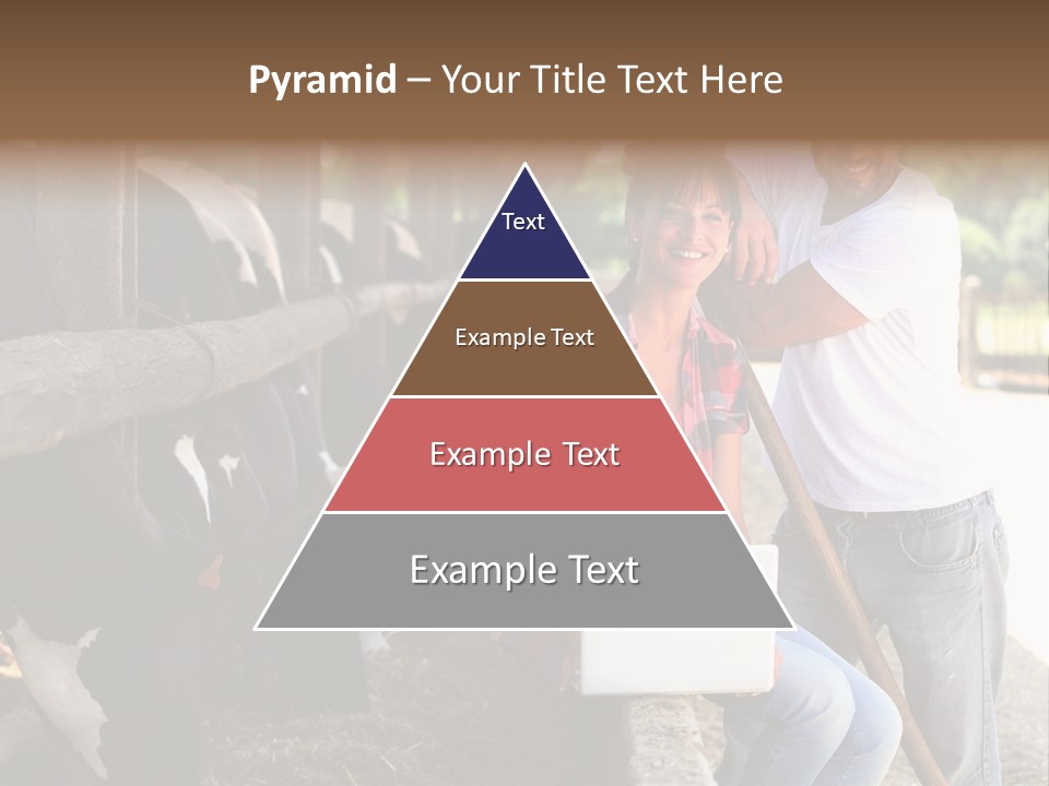 Couple Cattle Saw Dust PowerPoint Template