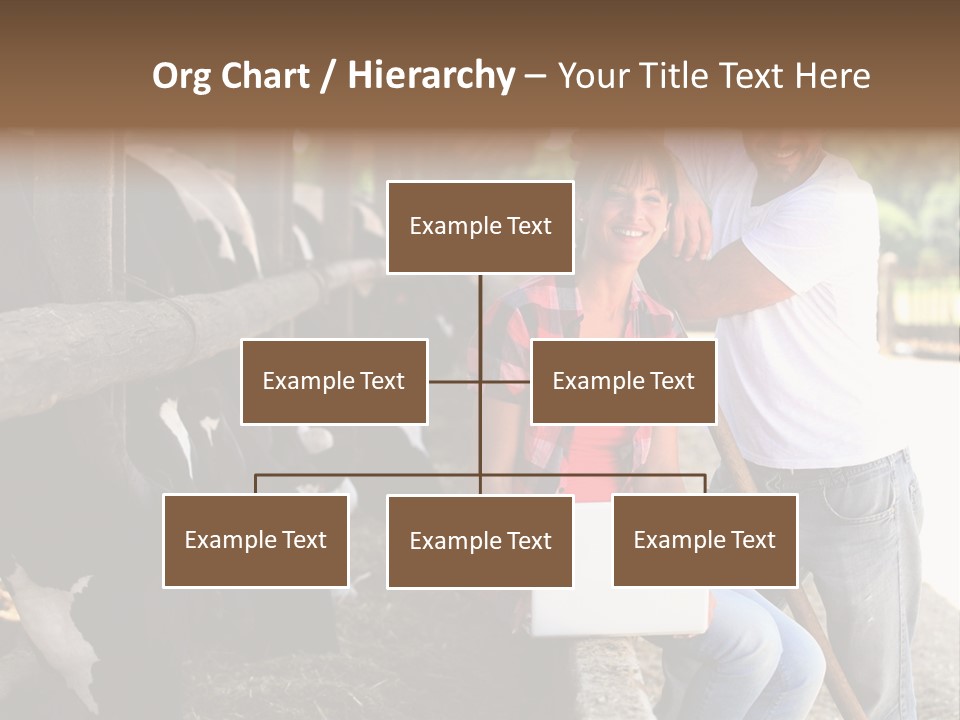 Couple Cattle Saw Dust PowerPoint Template