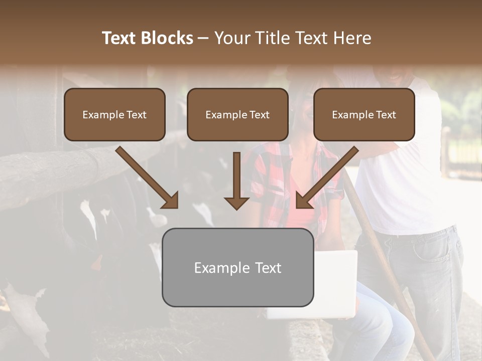 Couple Cattle Saw Dust PowerPoint Template