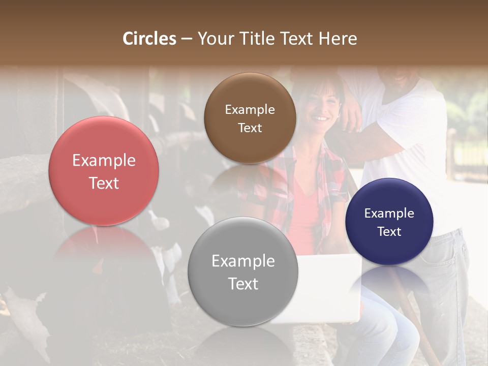 Couple Cattle Saw Dust PowerPoint Template