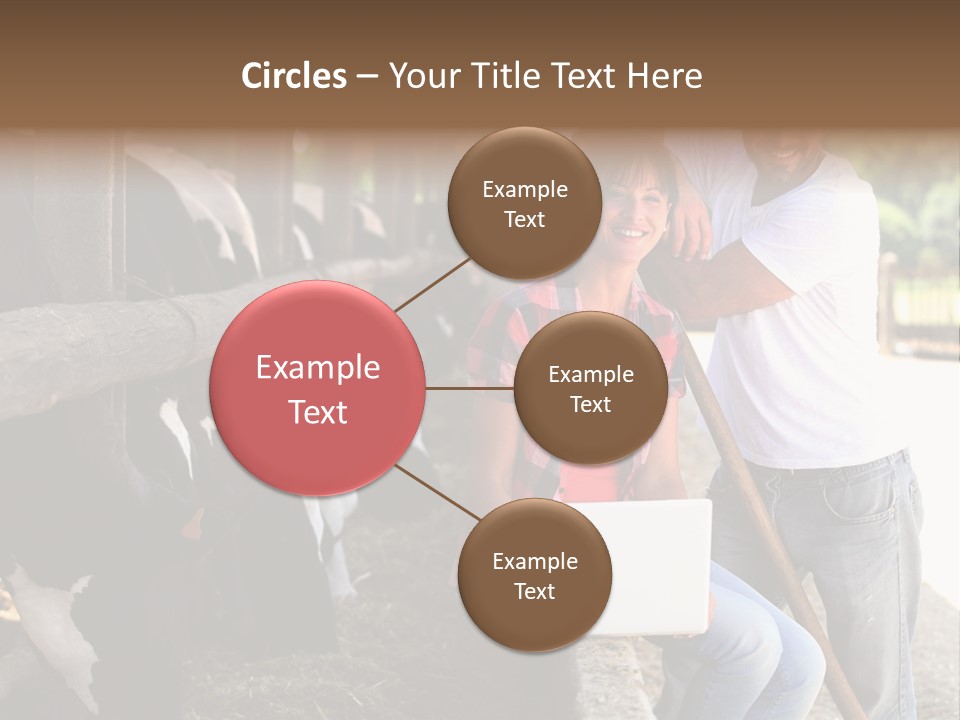 Couple Cattle Saw Dust PowerPoint Template