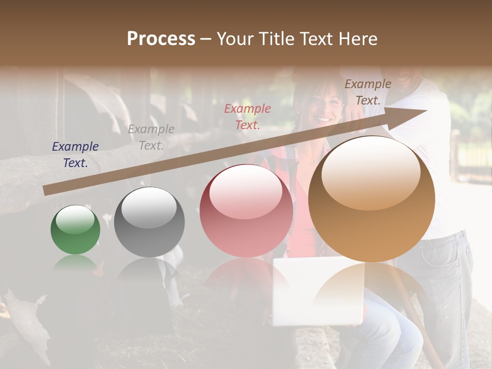 Couple Cattle Saw Dust PowerPoint Template
