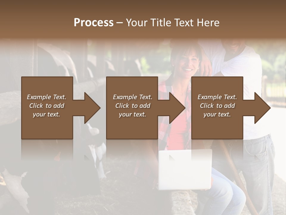 Couple Cattle Saw Dust PowerPoint Template