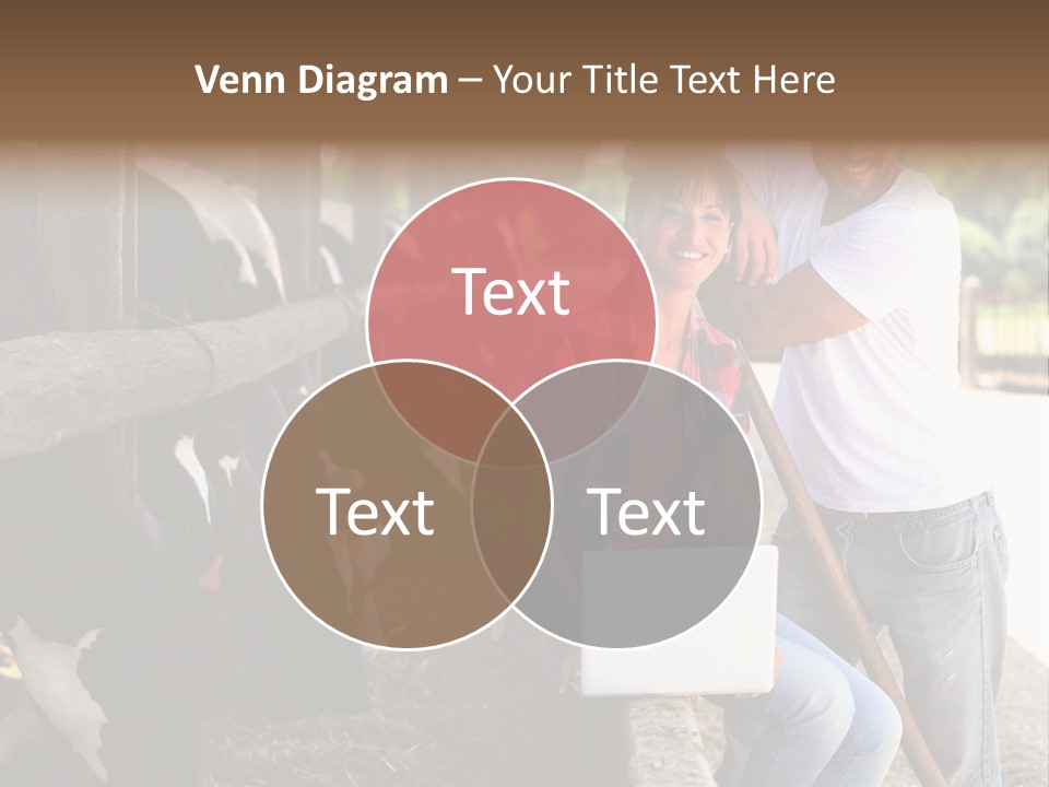 Couple Cattle Saw Dust PowerPoint Template