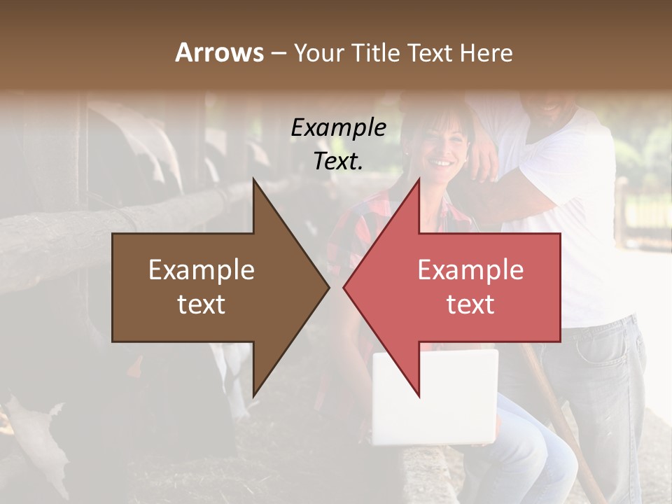 Couple Cattle Saw Dust PowerPoint Template