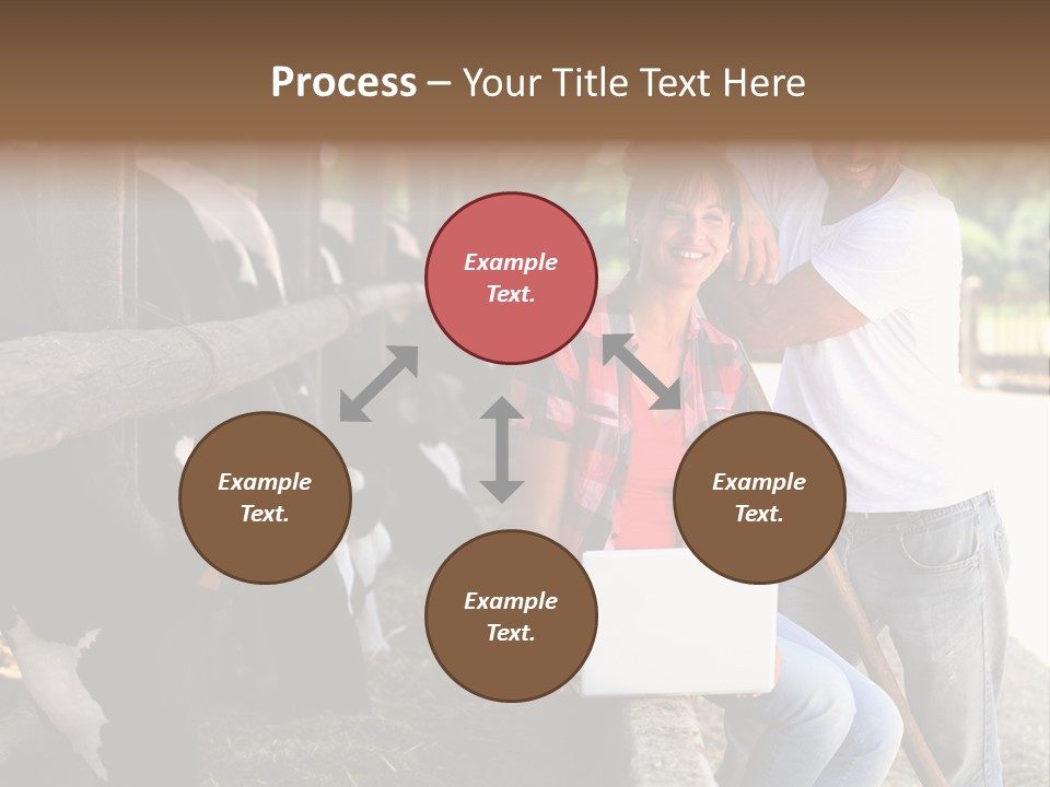 Couple Cattle Saw Dust PowerPoint Template