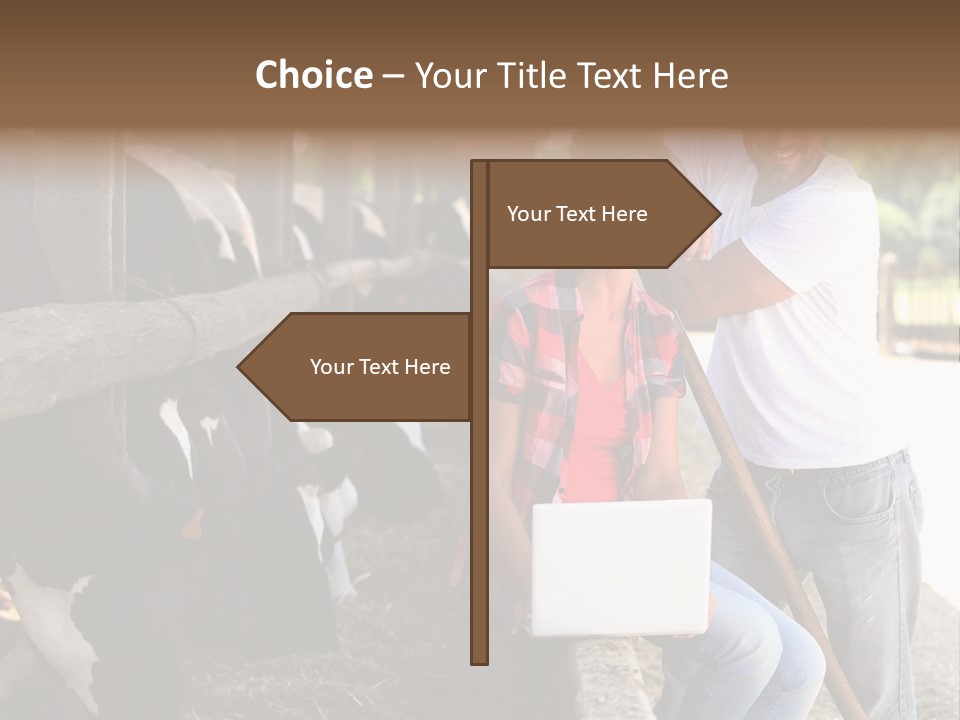 Couple Cattle Saw Dust PowerPoint Template