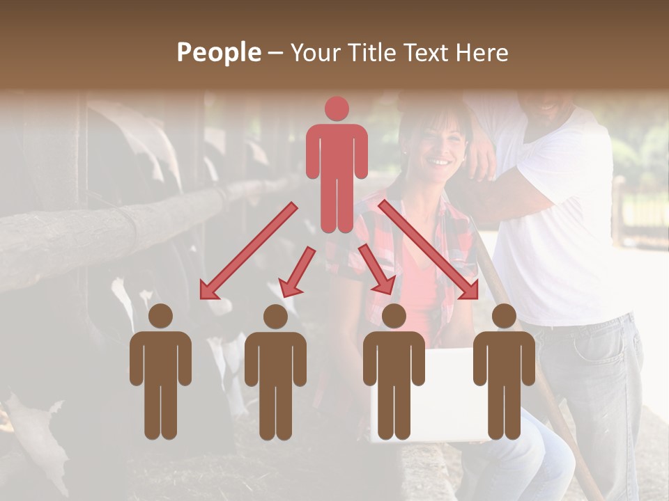 Couple Cattle Saw Dust PowerPoint Template