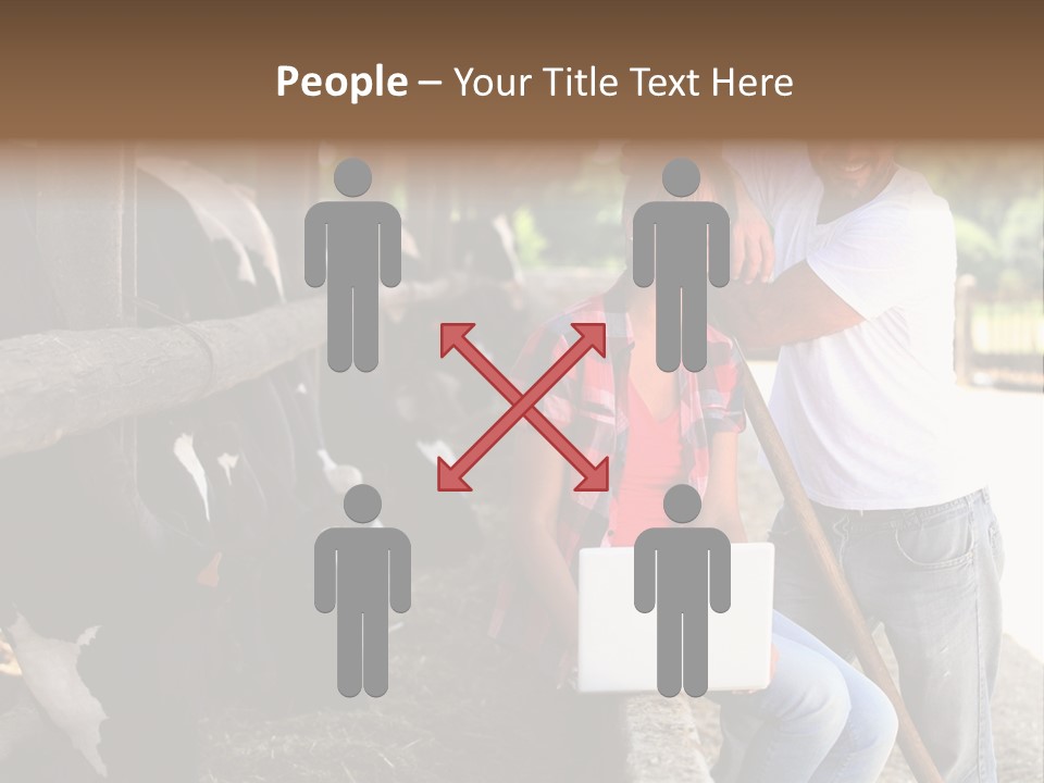 Couple Cattle Saw Dust PowerPoint Template