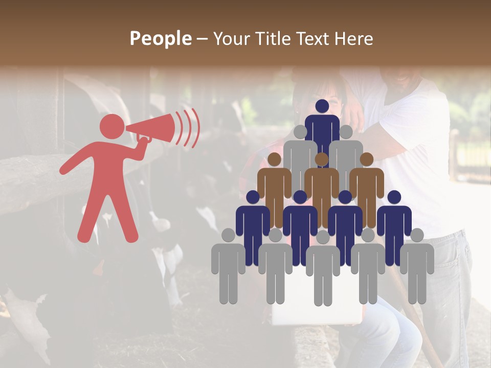 Couple Cattle Saw Dust PowerPoint Template