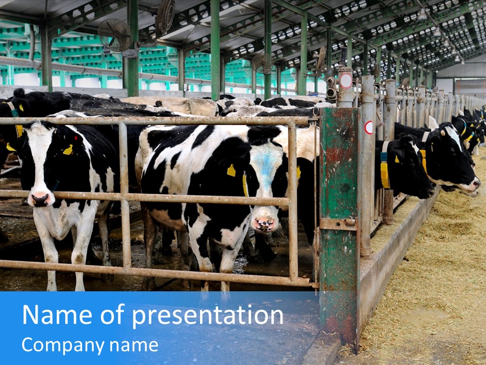 Cattle Rustic Cow PowerPoint Template