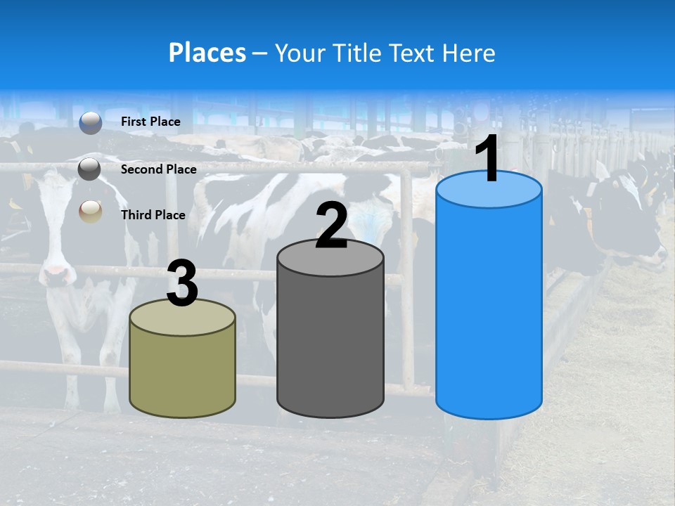 Cattle Rustic Cow PowerPoint Template