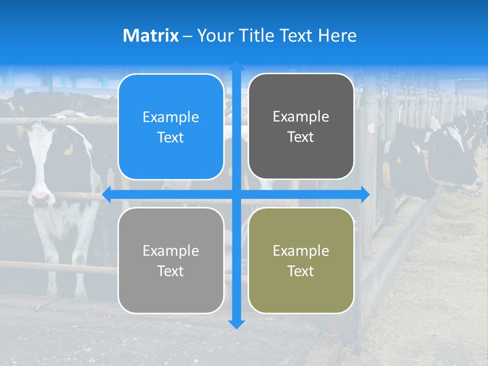 Cattle Rustic Cow PowerPoint Template