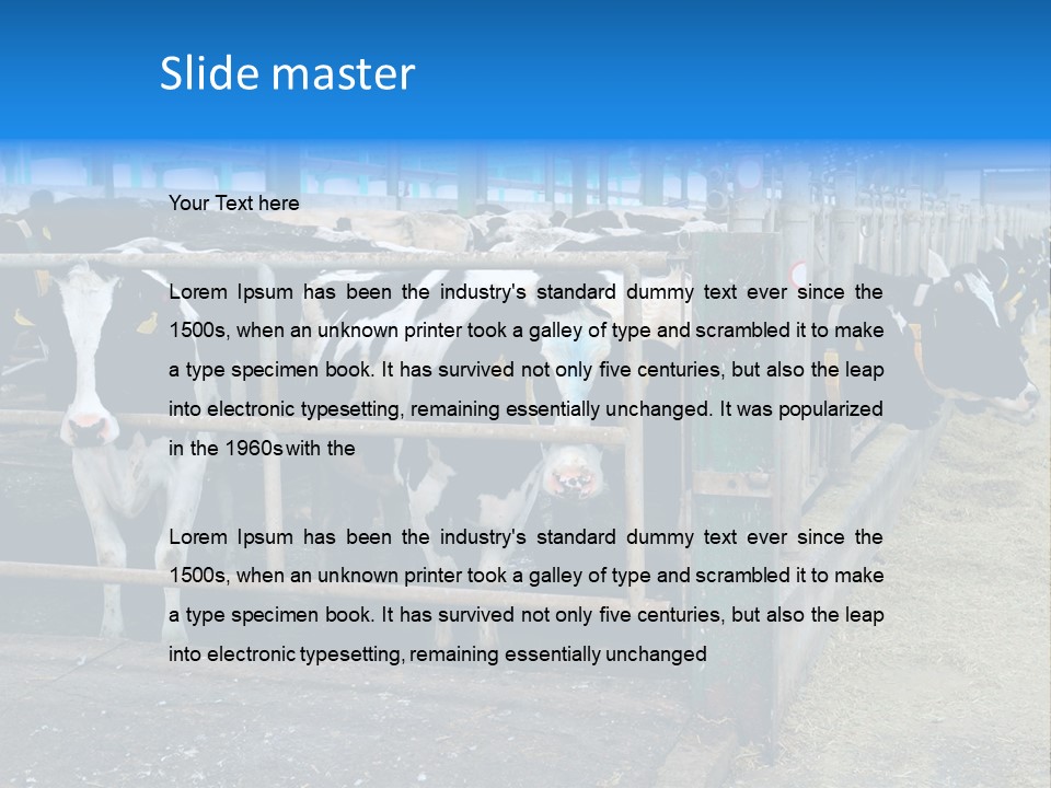 Cattle Rustic Cow PowerPoint Template