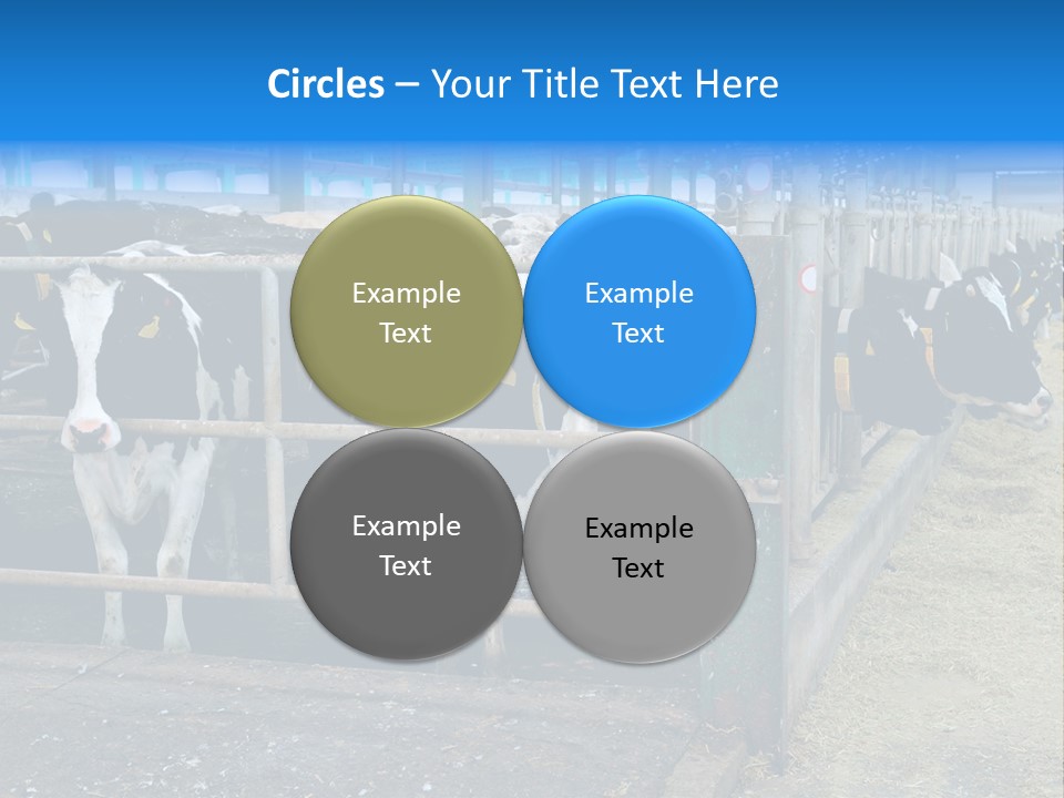 Cattle Rustic Cow PowerPoint Template