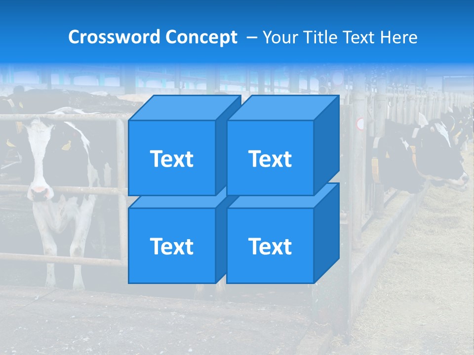 Cattle Rustic Cow PowerPoint Template