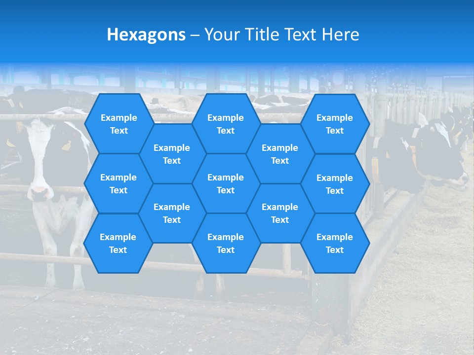 Cattle Rustic Cow PowerPoint Template