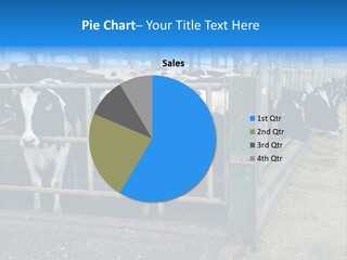 Cattle Rustic Cow PowerPoint Template