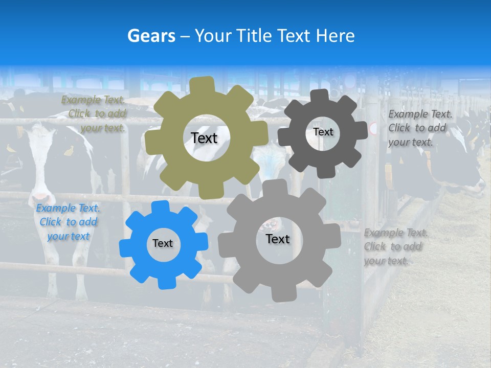 Cattle Rustic Cow PowerPoint Template