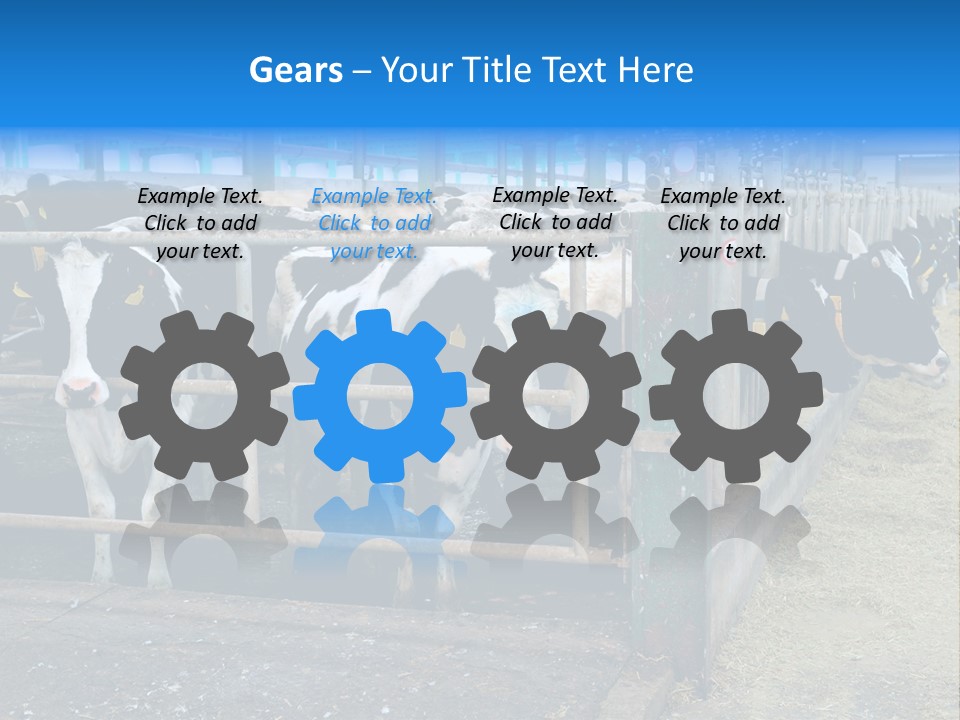 Cattle Rustic Cow PowerPoint Template