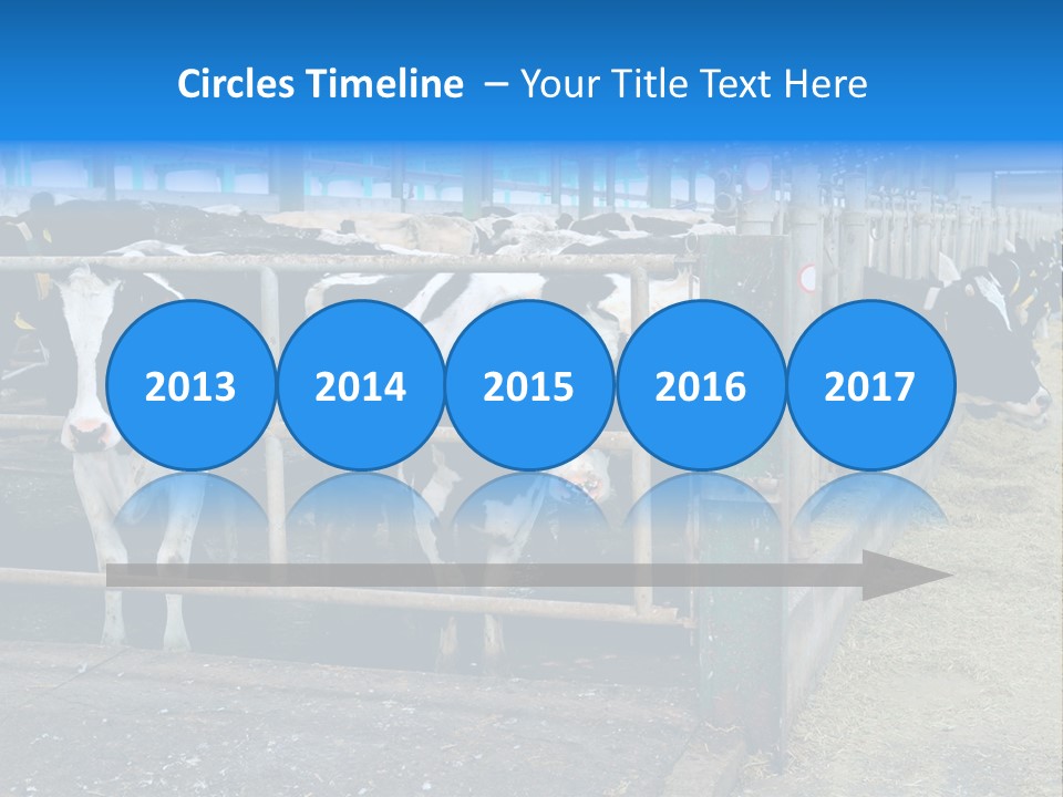 Cattle Rustic Cow PowerPoint Template