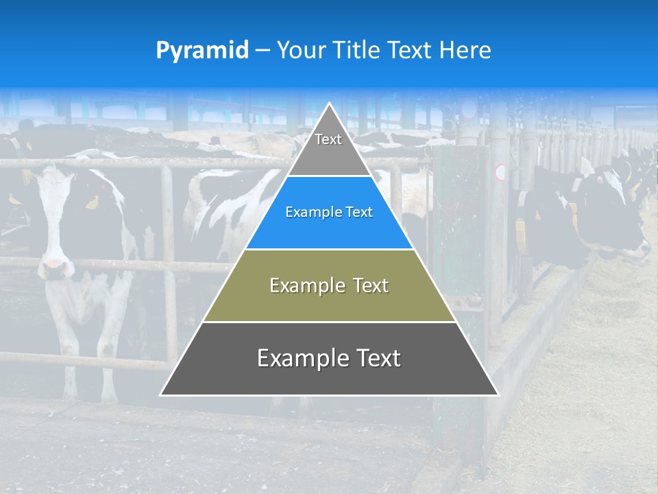 Cattle Rustic Cow PowerPoint Template