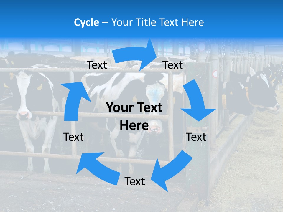Cattle Rustic Cow PowerPoint Template