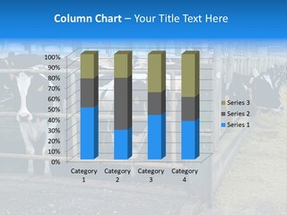 Cattle Rustic Cow PowerPoint Template