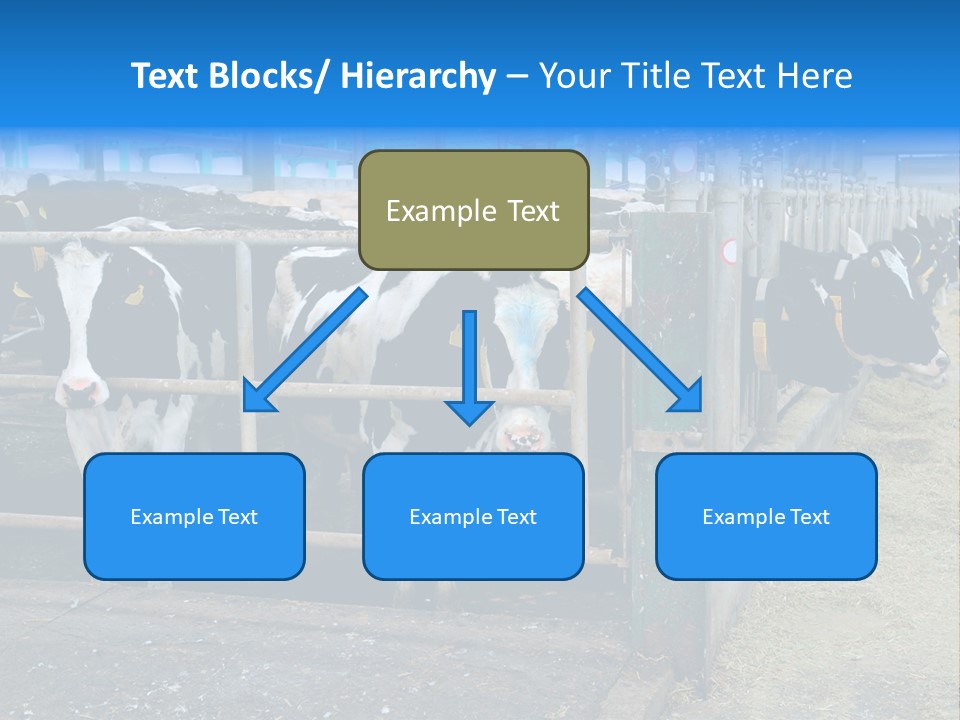 Cattle Rustic Cow PowerPoint Template