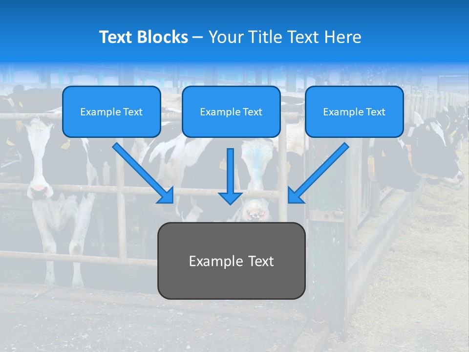Cattle Rustic Cow PowerPoint Template