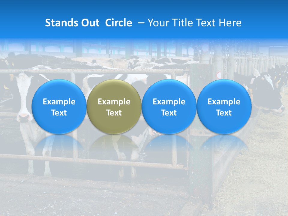 Cattle Rustic Cow PowerPoint Template