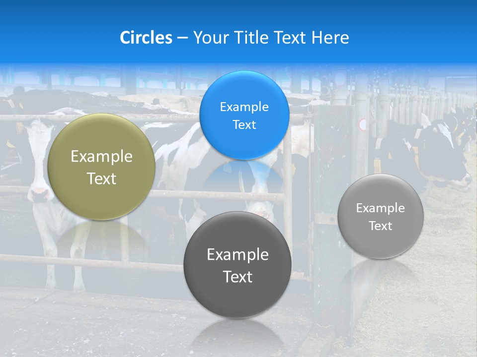 Cattle Rustic Cow PowerPoint Template