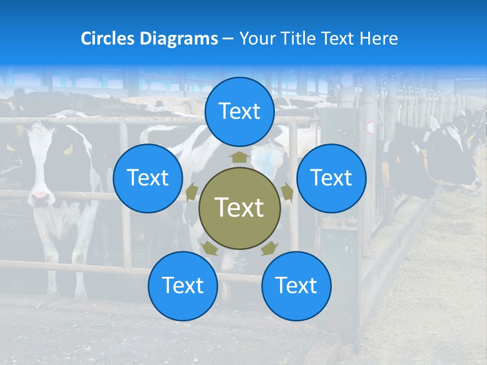 Cattle Rustic Cow PowerPoint Template