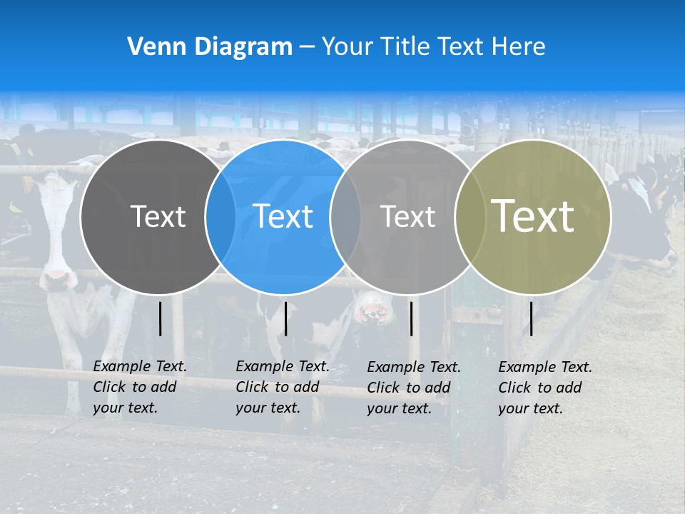 Cattle Rustic Cow PowerPoint Template